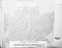 Rhytisma acerinum image
